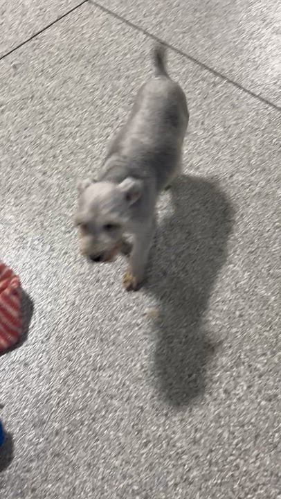 Enlarge Monica 9 lbs. Petite, a Adoptable mixed breed in Maumee , OH video 5/6
