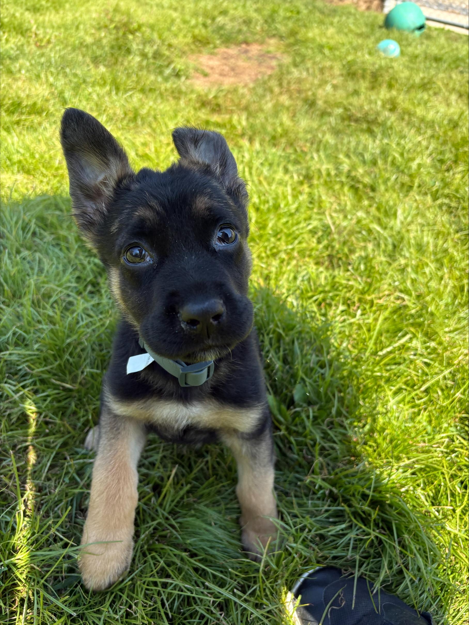 Rip, a Adopted mixed breed in Woodbury, NJ image 1/2