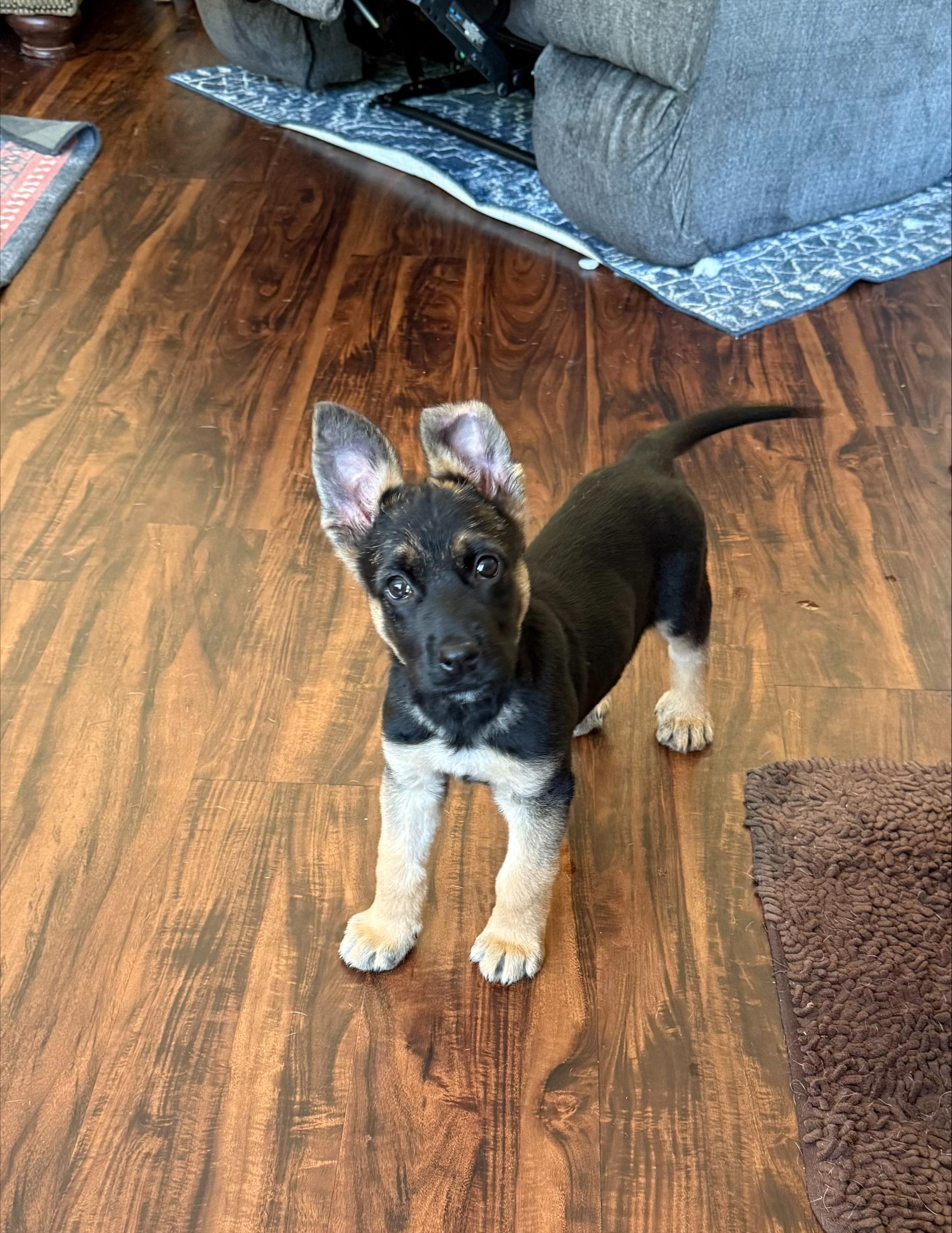 Rip, a Adopted mixed breed in Woodbury, NJ image 2/2