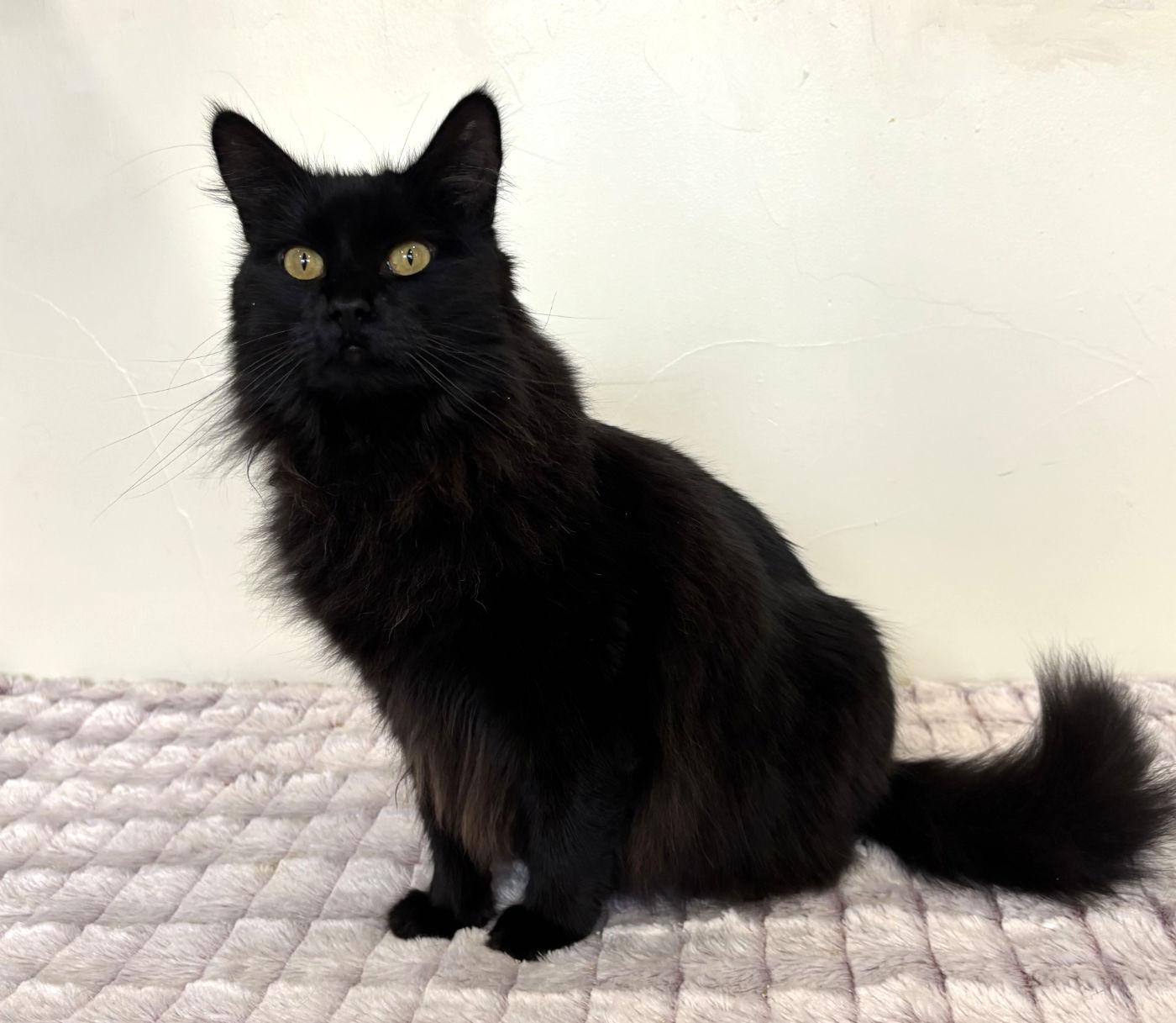 Enlarge Cora, a Adopted Domestic Long Hair in Manitou Springs, CO image 2/6