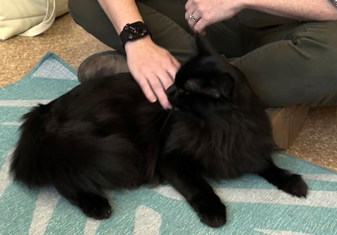 Enlarge Cora, a Adopted Domestic Long Hair in Manitou Springs, CO image 3/6