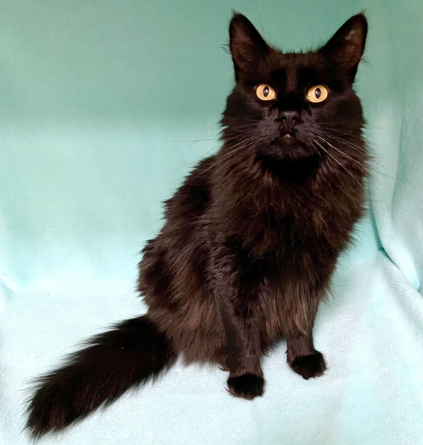 Enlarge Cora, a Adopted Domestic Long Hair in Manitou Springs, CO image 4/6