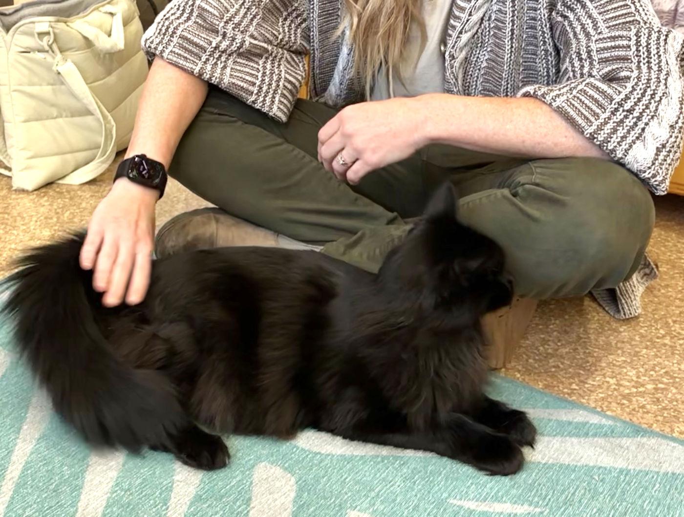 Enlarge Cora, a Adopted Domestic Long Hair in Manitou Springs, CO image 5/6