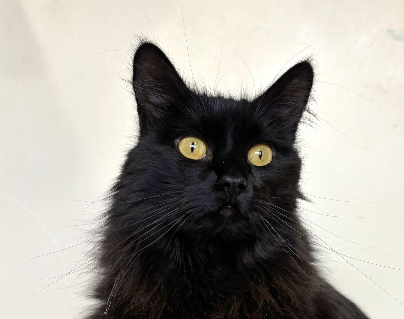 Enlarge Cora, a Adopted Domestic Long Hair in Manitou Springs, CO image 1/6