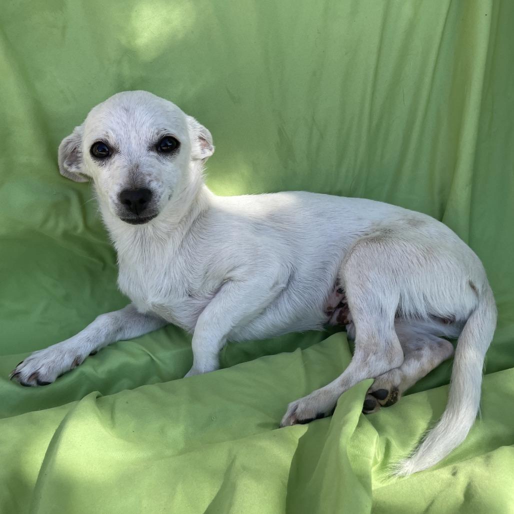 Enlarge Sunny, a Adoptable Chihuahua in Tucson, AZ image 1/2