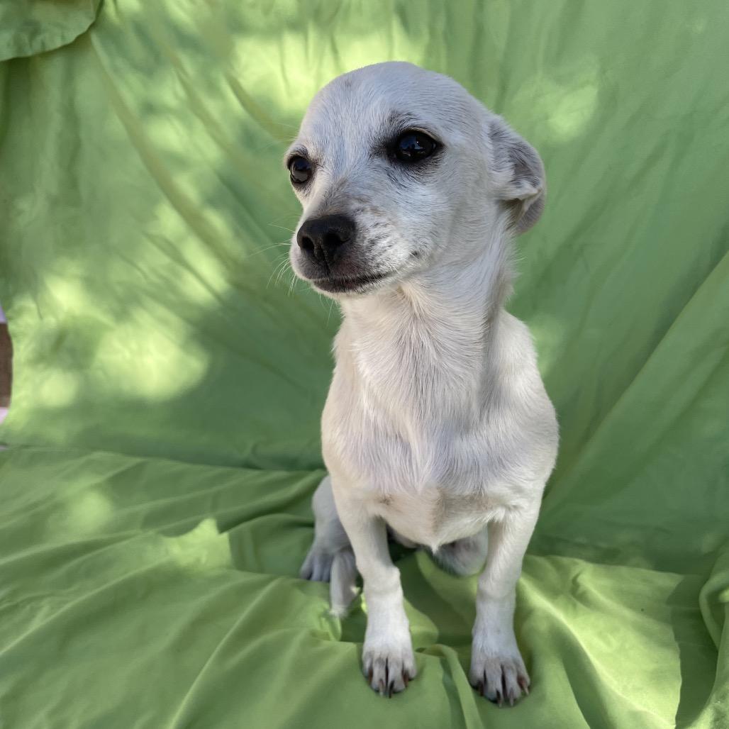 Enlarge Sunny, a Adoptable Chihuahua in Tucson, AZ image 2/2