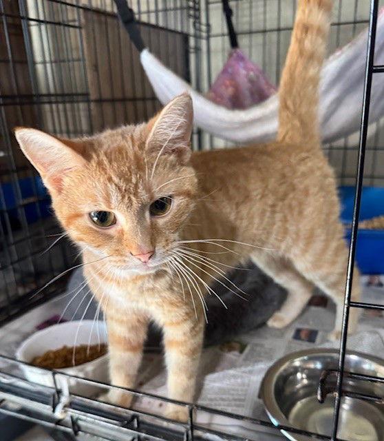 Tracey — thumbnail 3