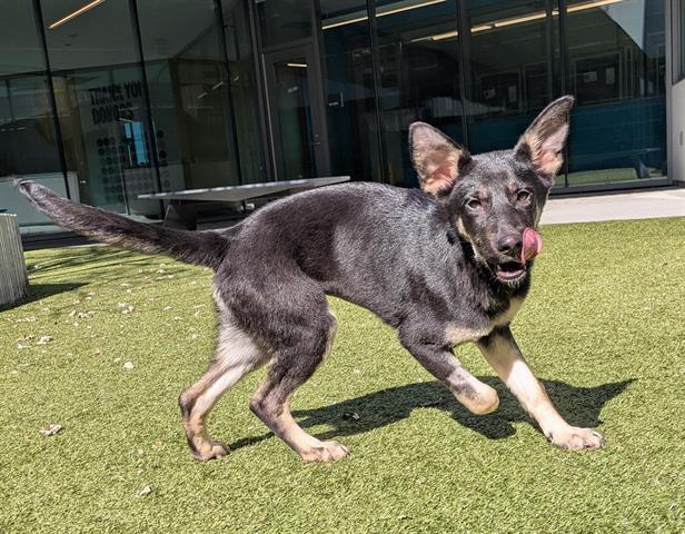 BEBE, Adoptable, Puppy Female German Shepherd Dog.
