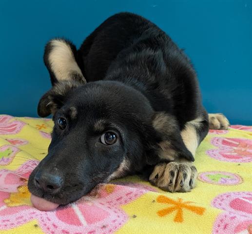 BEBE, Adoptable, Puppy Female German Shepherd Dog.
