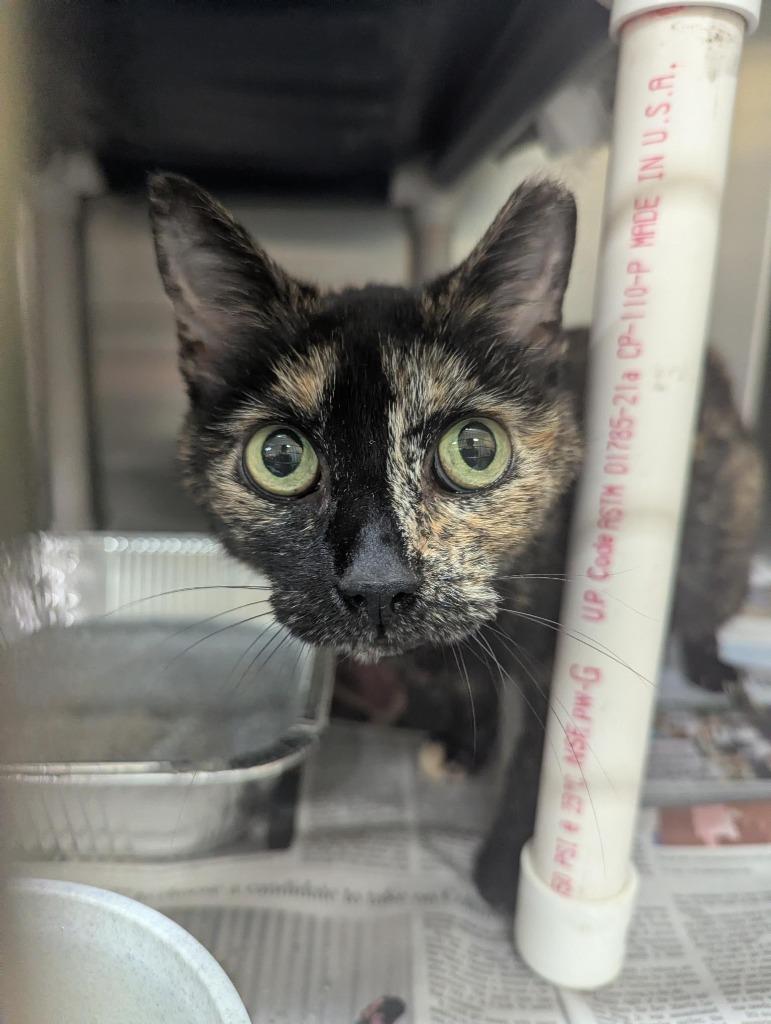 Two-Face, Adoptable, Senior Female Domestic Short Hair.