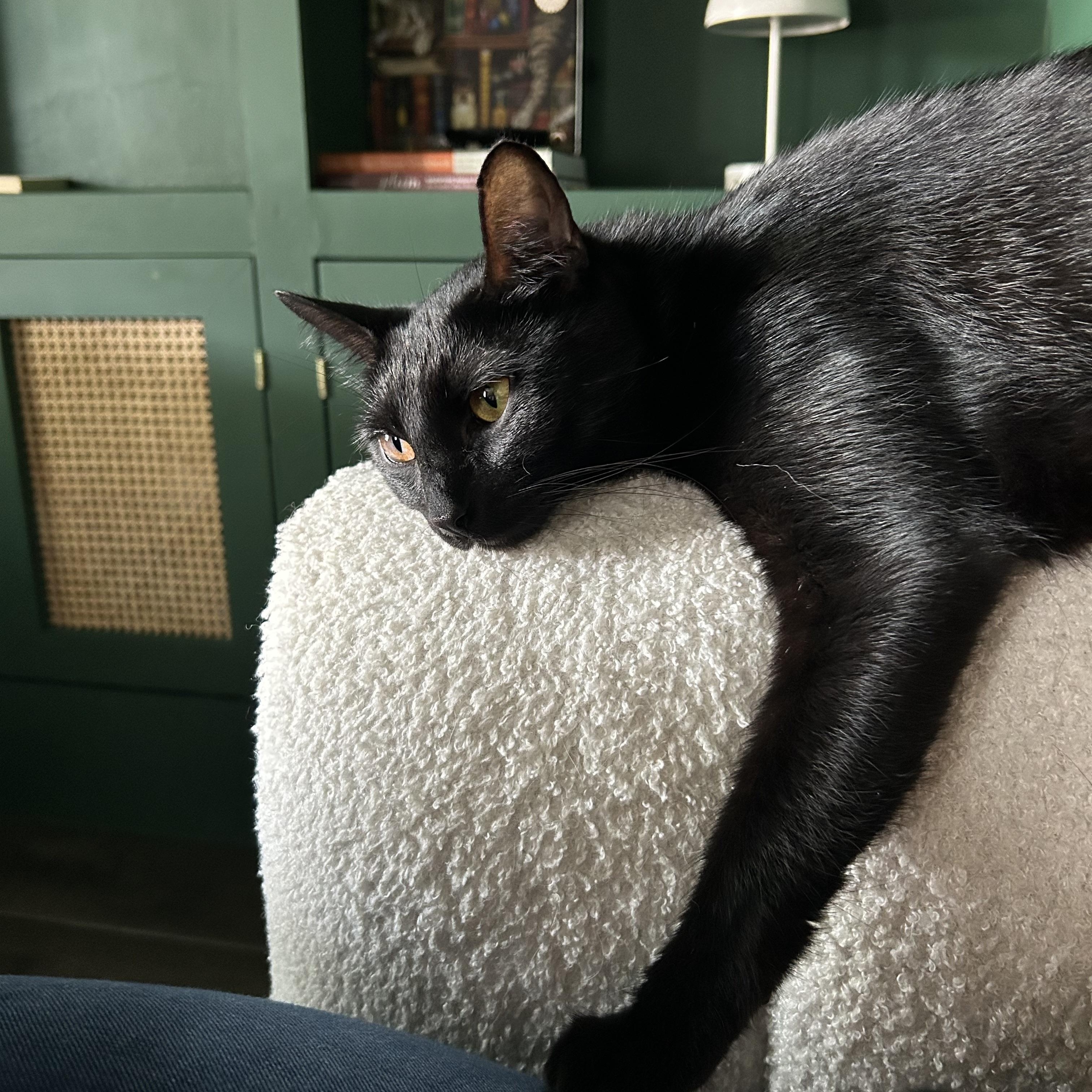 Enlarge Licorice, a Adoptable Domestic Short Hair in Webster, TX image 6/6