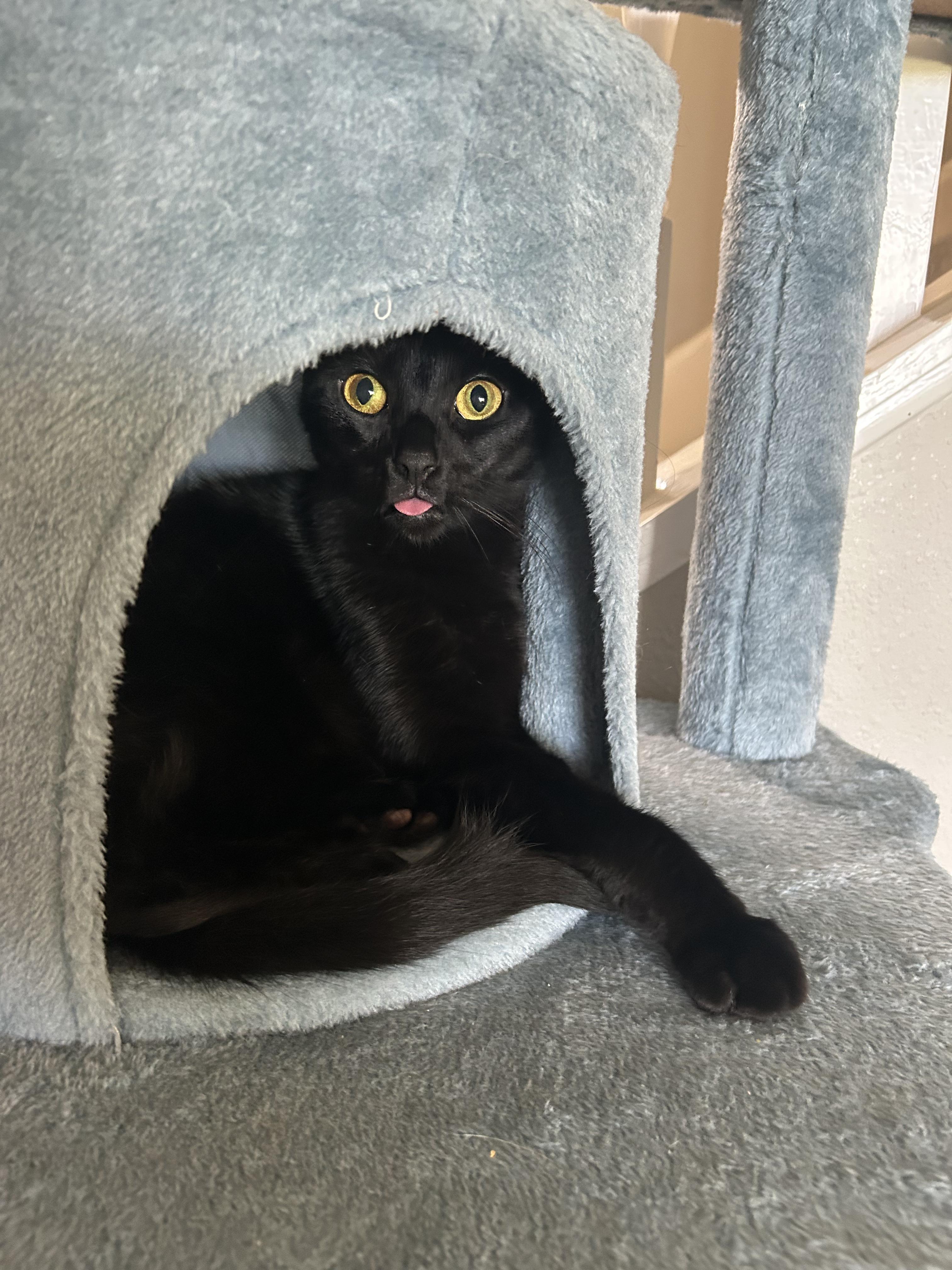 Licorice, Adoptable, Young Male Domestic Short Hair.