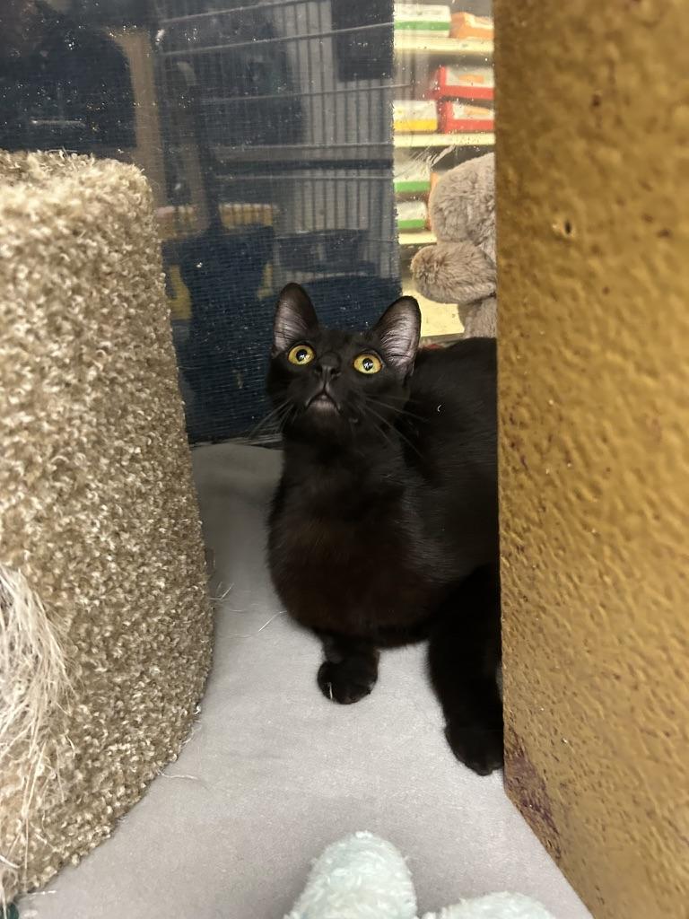 Enlarge Licorice, a Adoptable Domestic Short Hair in Webster, TX image 5/6