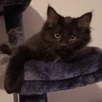 Miney, an adopted Domestic Long Hair in Menasha, WI image 1/2