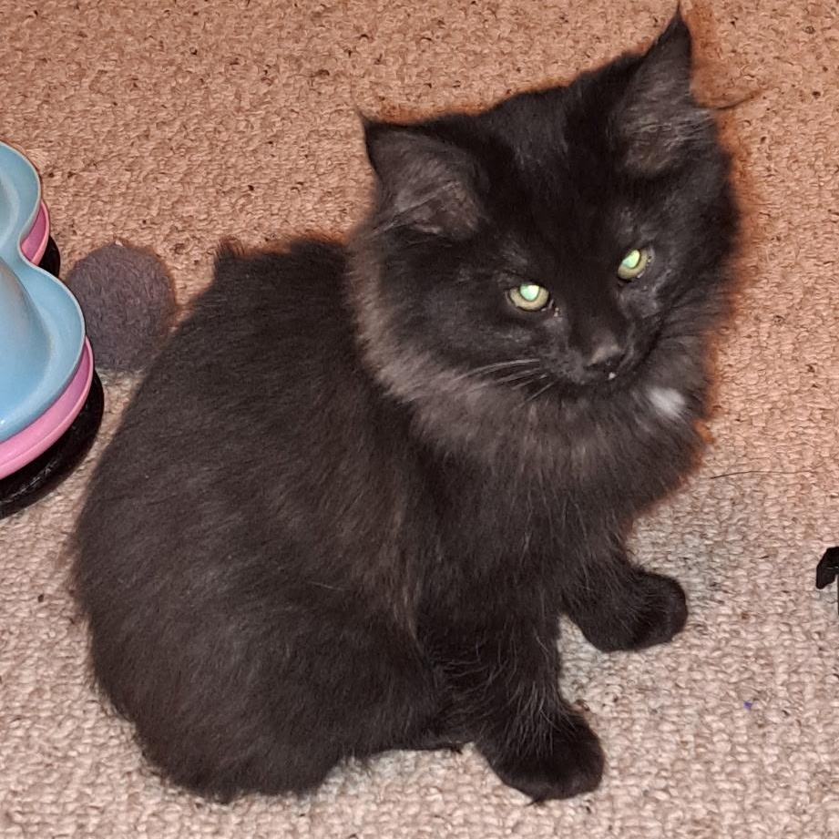 Miney, an adopted Domestic Long Hair in Menasha, WI image 2/2