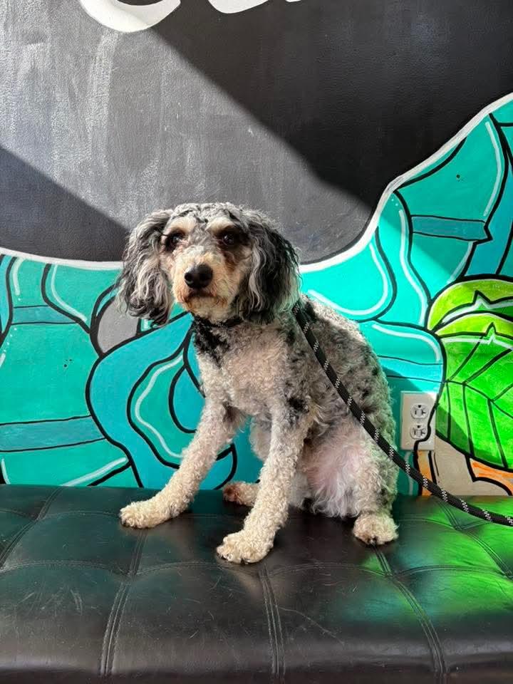 Enlarge KRATOS, a ADOPTABLE Cavapoo in Vandergrift, PA image 1/1