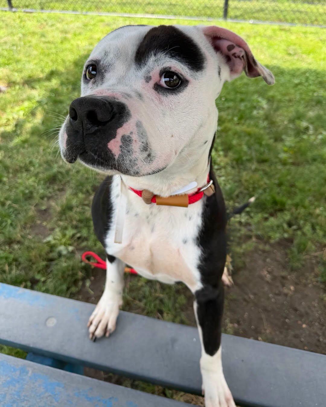 Enlarge Knox Tag 980, a Adoptable mixed breed in Central Islip, NY image 4/4