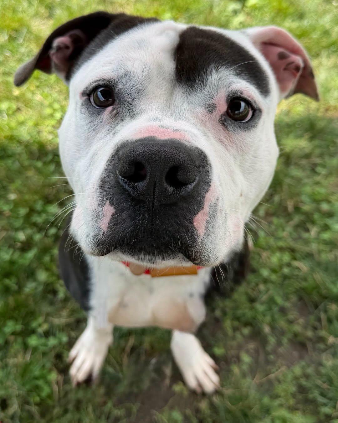 Enlarge Knox Tag 980, a Adoptable mixed breed in Central Islip, NY image 1/4