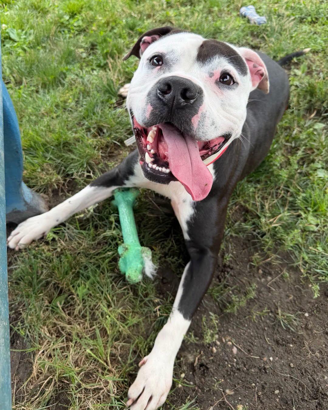 Enlarge Knox Tag 980, a Adoptable mixed breed in Central Islip, NY image 3/4