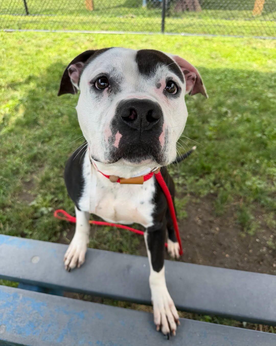 Enlarge Knox Tag 980, a Adoptable mixed breed in Central Islip, NY image 2/4