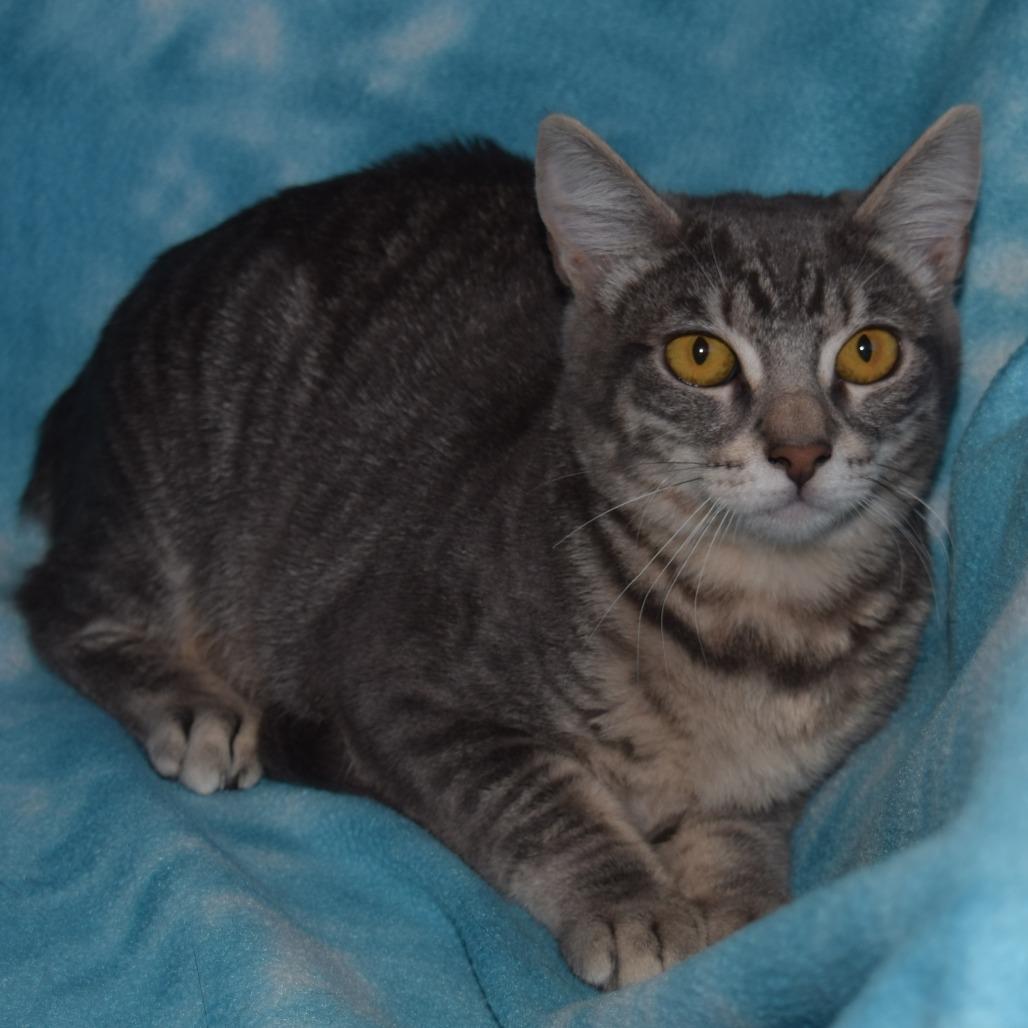 Georgia, Adoptable, Kitten Female Domestic Short Hair.