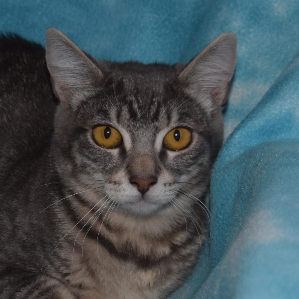 Enlarge Georgia, a Adoptable Domestic Short Hair in Eureka, CA image 2/3