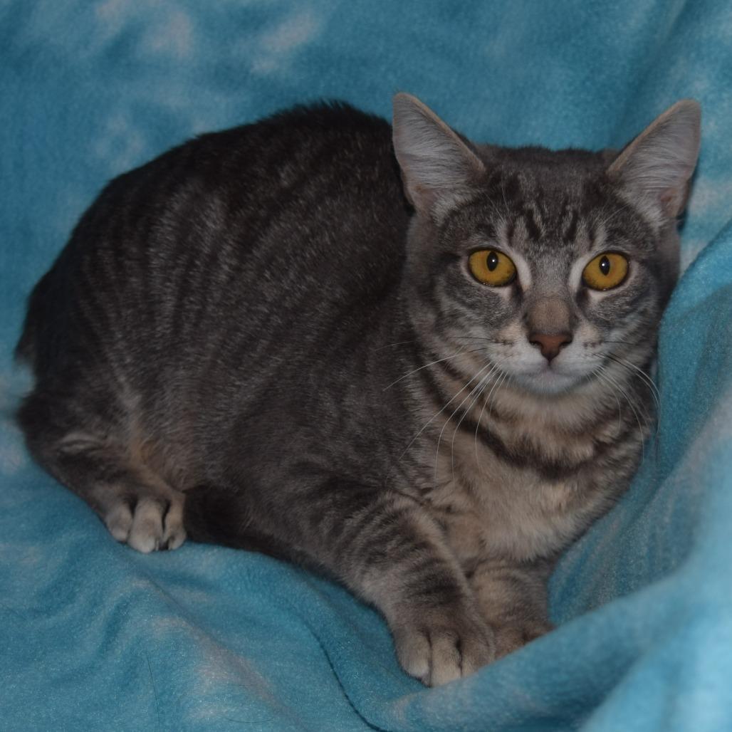 Enlarge Georgia, a Adoptable Domestic Short Hair in Eureka, CA image 3/3