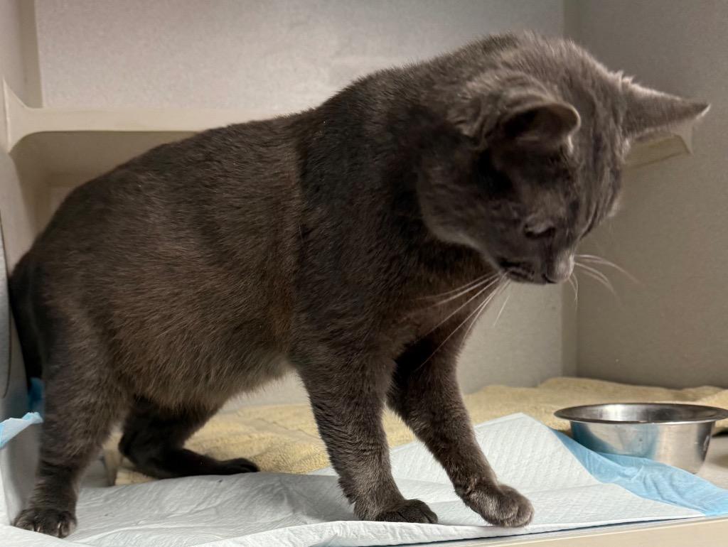 Sausage, Adoptable, Young Male Domestic Short Hair.