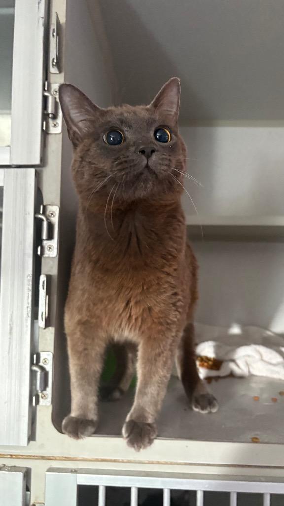 Enlarge Sausage, a Adoptable mixed breed in Greencastle, IN image 2/2