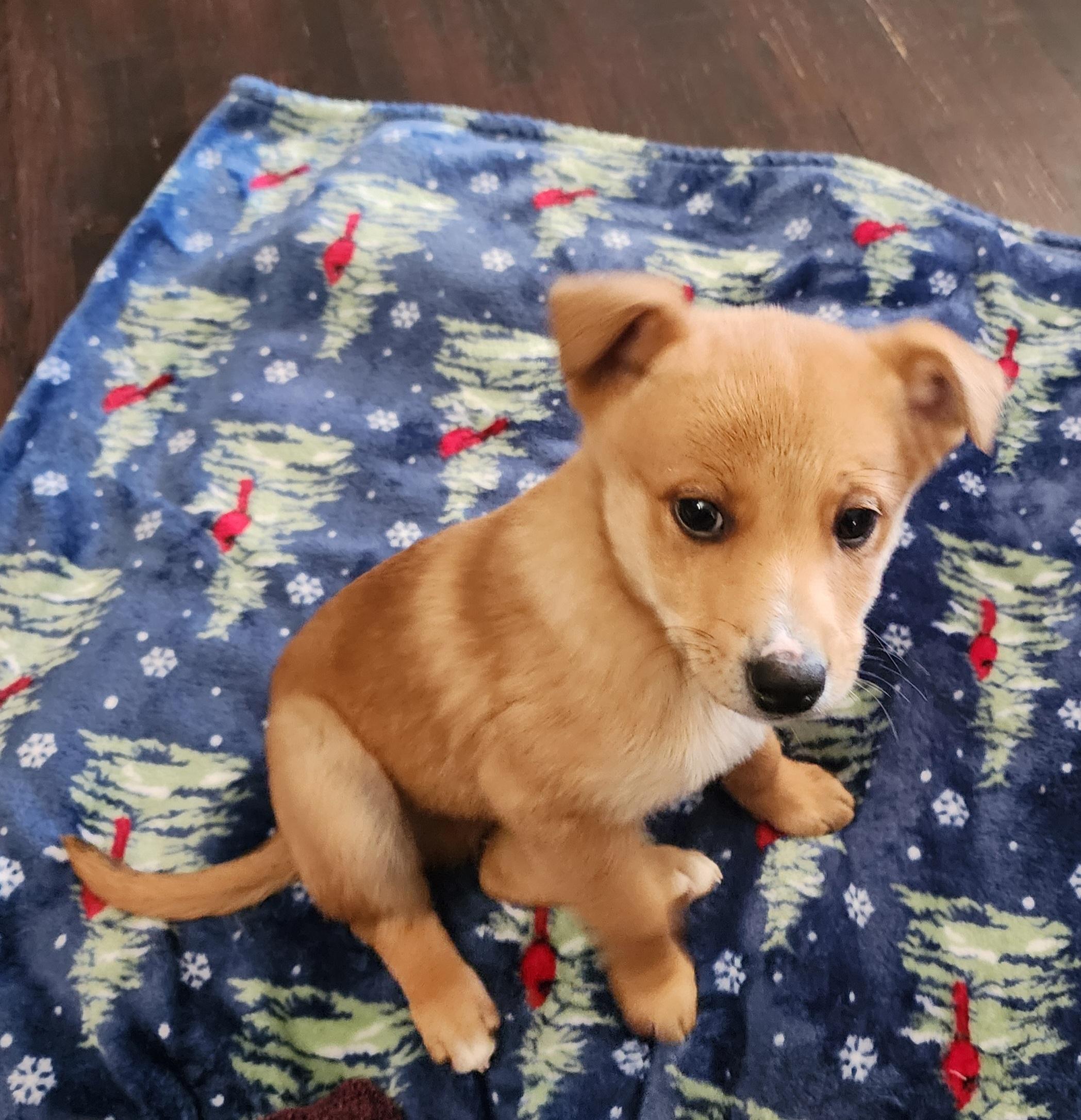 Enlarge Prince, a ADOPTABLE mixed breed in Portage, MI image 6/6