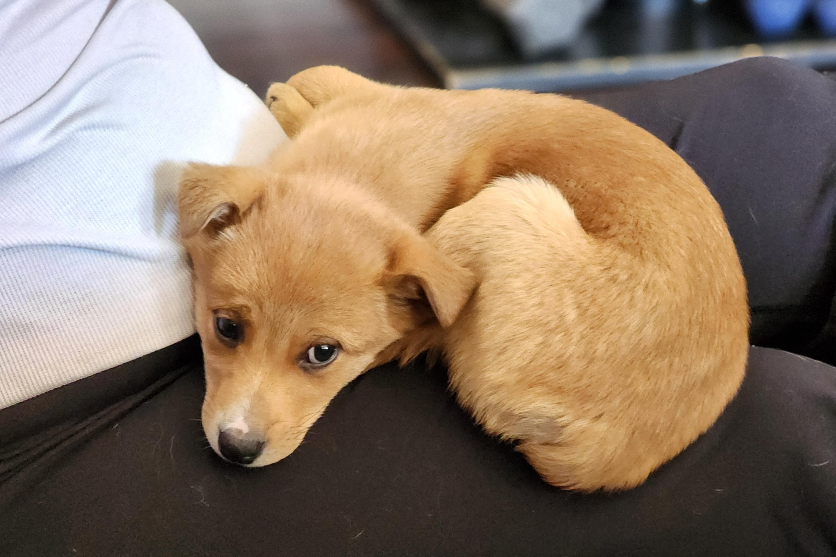 Enlarge Prince, a ADOPTABLE mixed breed in Portage, MI image 3/6