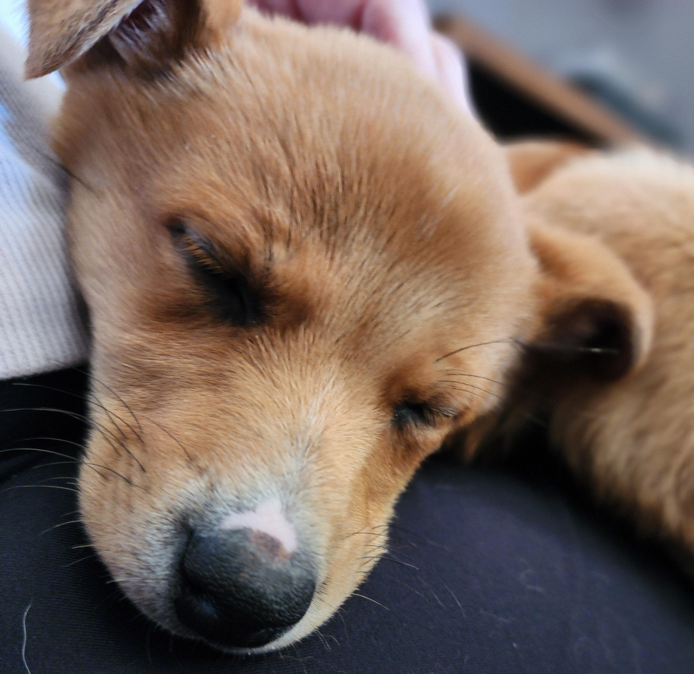 Enlarge Prince, a ADOPTABLE mixed breed in Portage, MI image 4/6