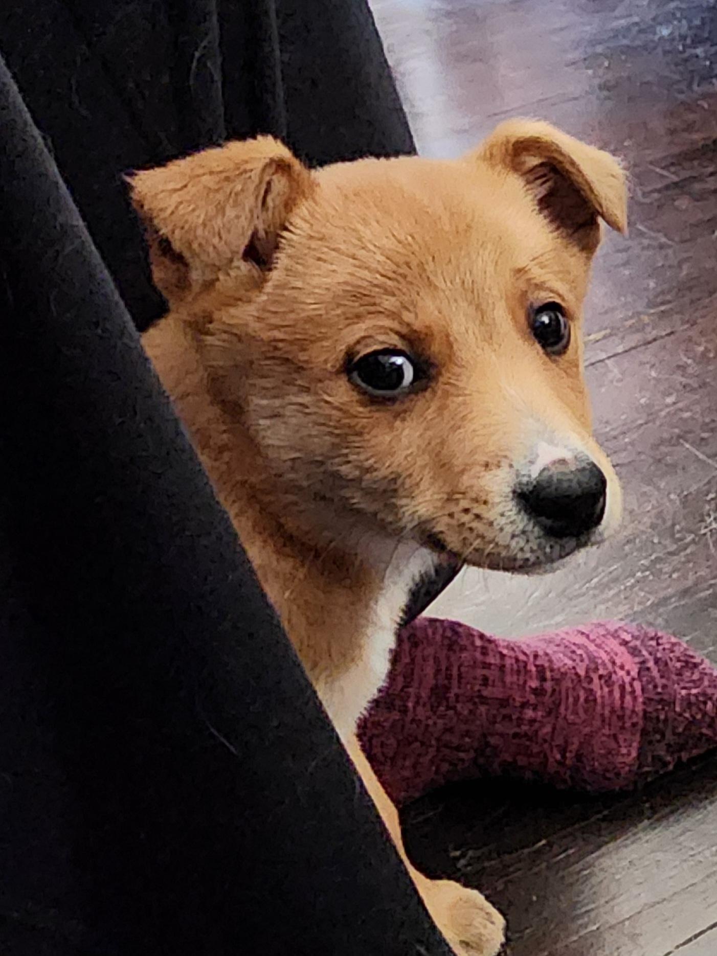 Enlarge Prince, a ADOPTABLE mixed breed in Portage, MI image 2/6