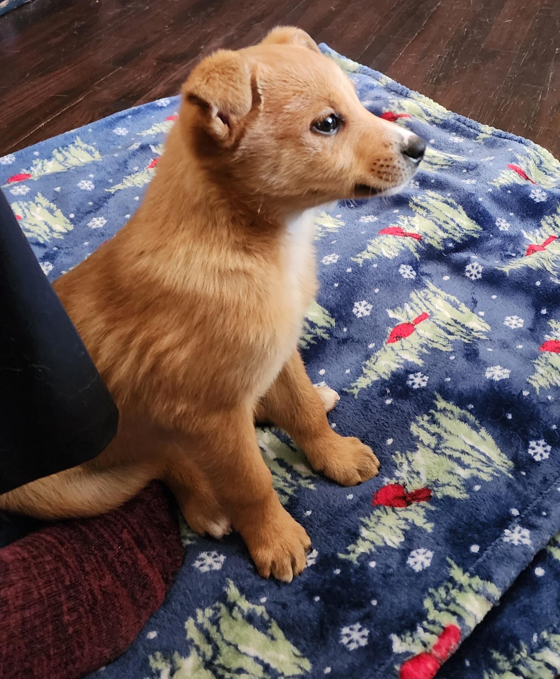 Enlarge Prince, a ADOPTABLE mixed breed in Portage, MI image 5/6