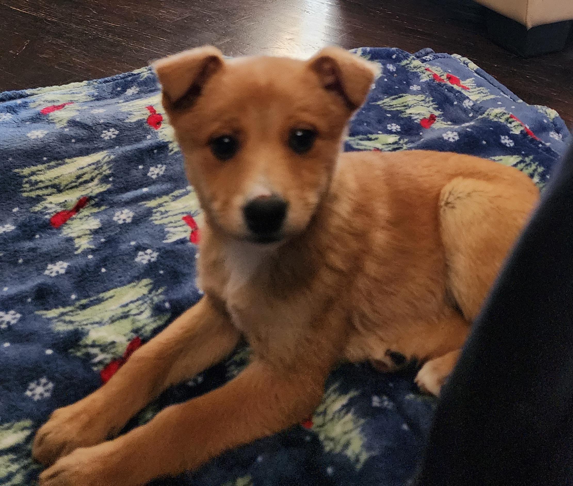 Prince, ADOPTABLE, Puppy Male Shepherd & Rat Terrier.