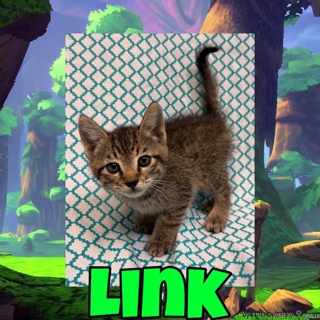 Link, Adoptable, Kitten Male Domestic Short Hair.