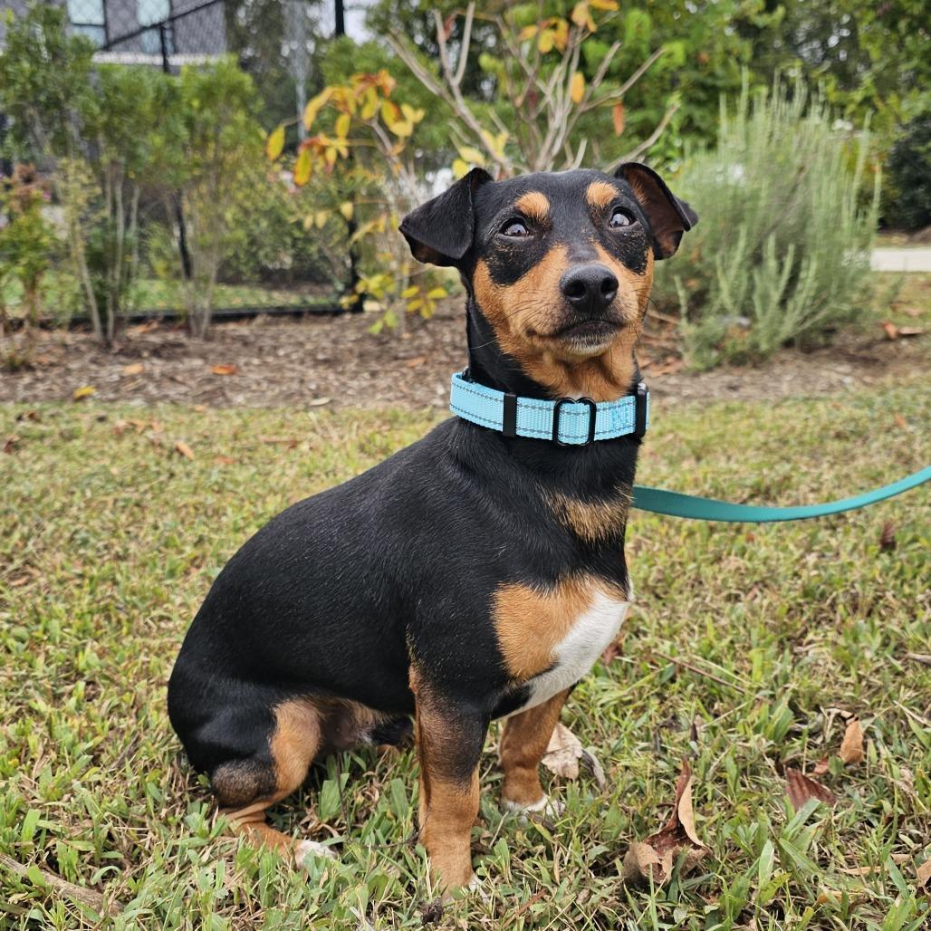 Enlarge Junior, a Adopted mixed breed in Nashville, TN image 1/1