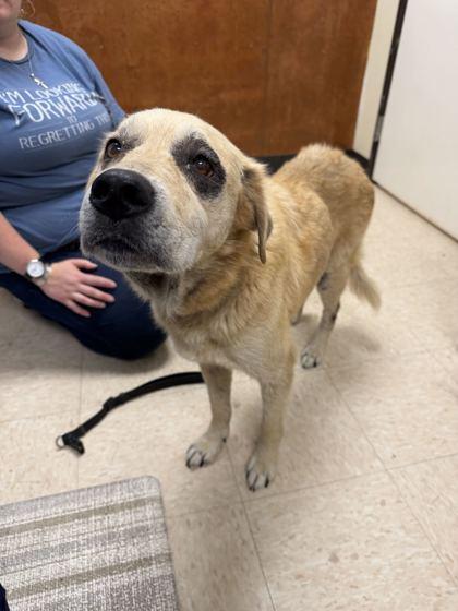 Enlarge Sweetheart, a Adoptable mixed breed in Burlington, WA image 1/1