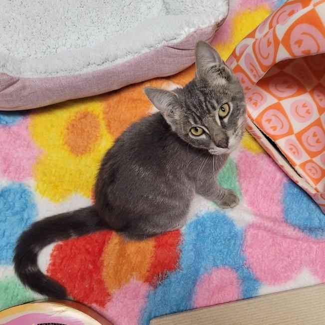 Jello, Adoptable, Young Male Domestic Short Hair.