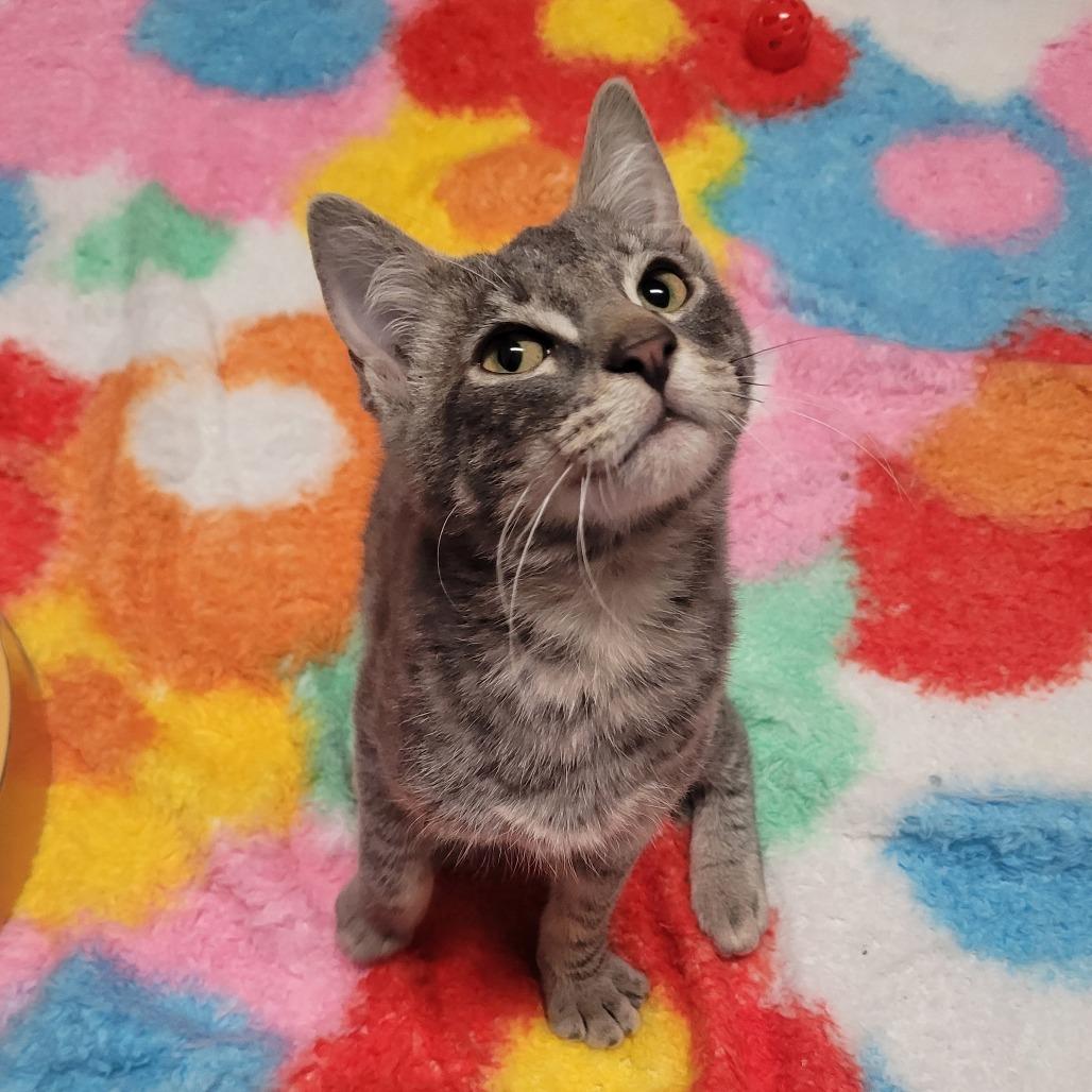 Enlarge Jello, a Adoptable Domestic Short Hair in Costa Mesa, CA image 2/5