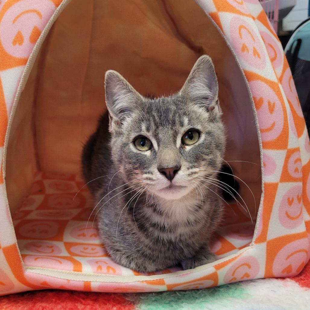 Enlarge Jello, a Adoptable Domestic Short Hair in Costa Mesa, CA image 3/5