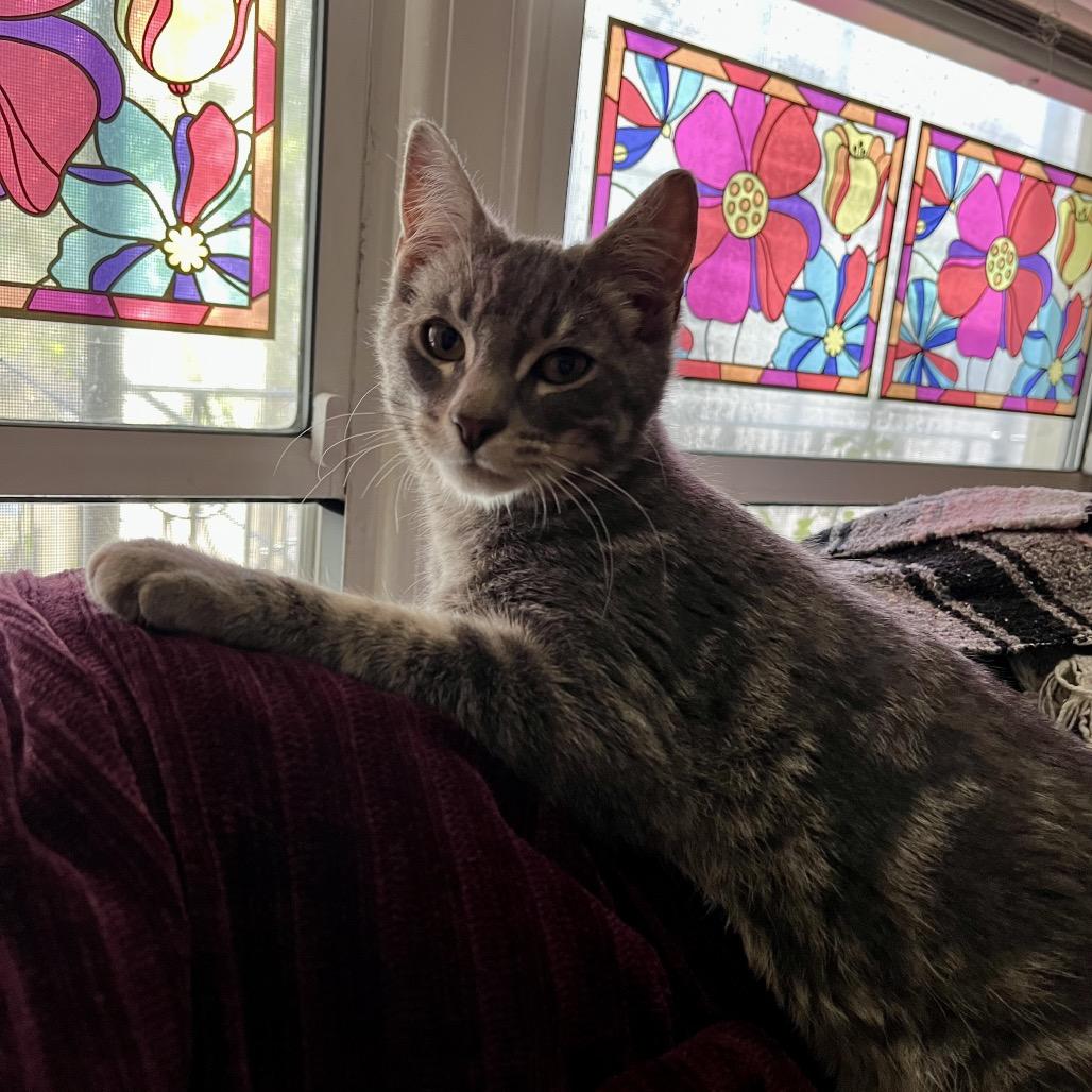 Enlarge Jello, a Adoptable Domestic Short Hair in Costa Mesa, CA image 4/5