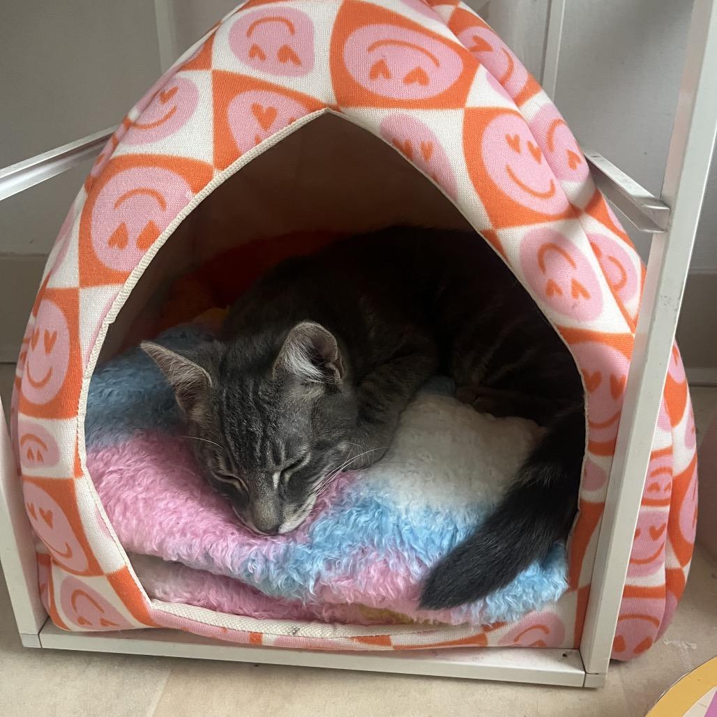 Enlarge Jello, a Adoptable Domestic Short Hair in Costa Mesa, CA image 5/5