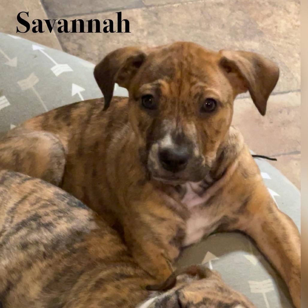 Enlarge Savannah, a Adoptable Mixed Breed in Oxford, ME image 1/1