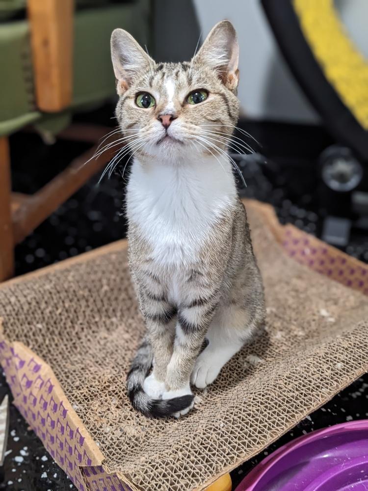 Enlarge Birdie, a Adoptable Domestic Short Hair in Lewisburg, TN image 1/1