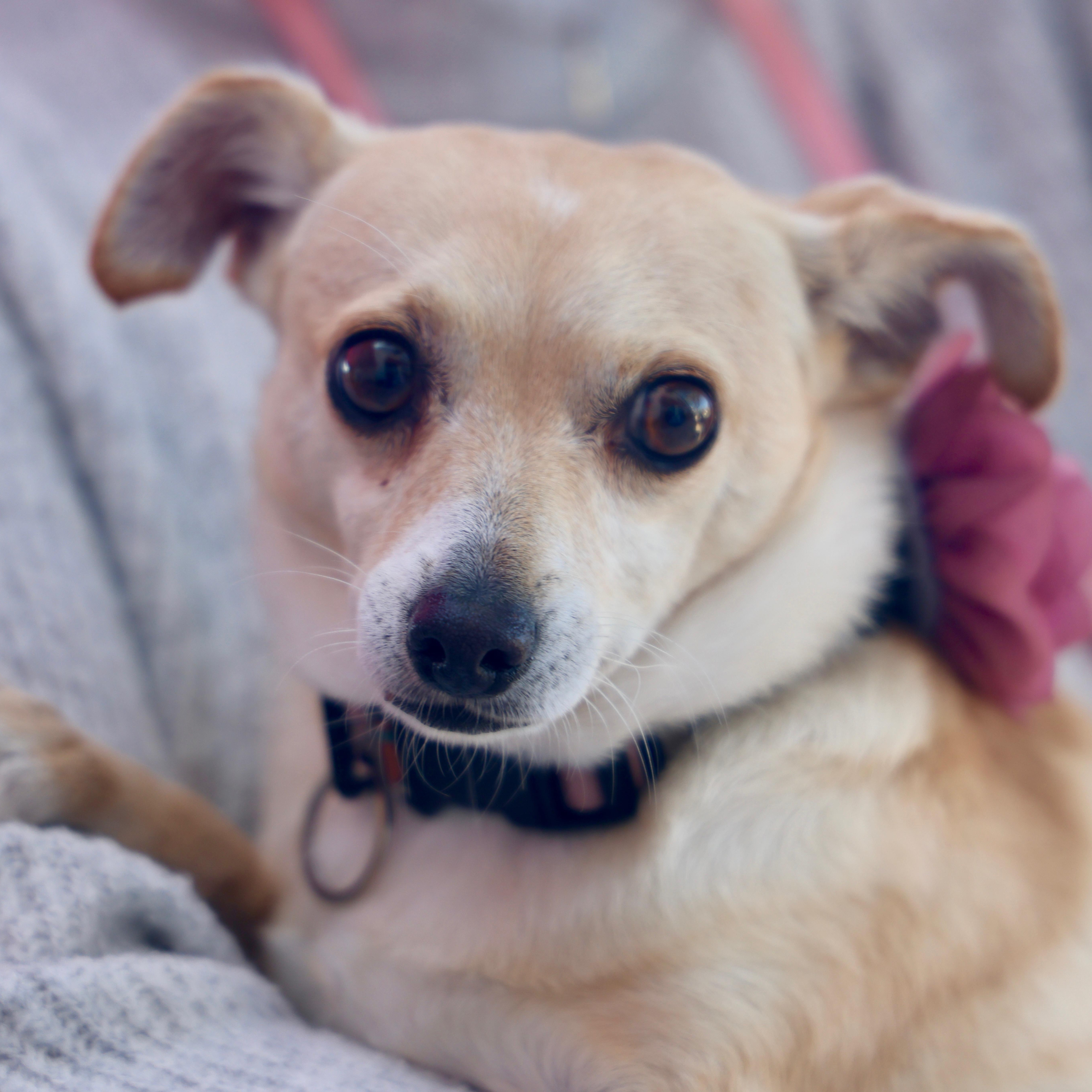 Enlarge Bethany, a Adoptable mixed breed in San Diego, CA image 2/6