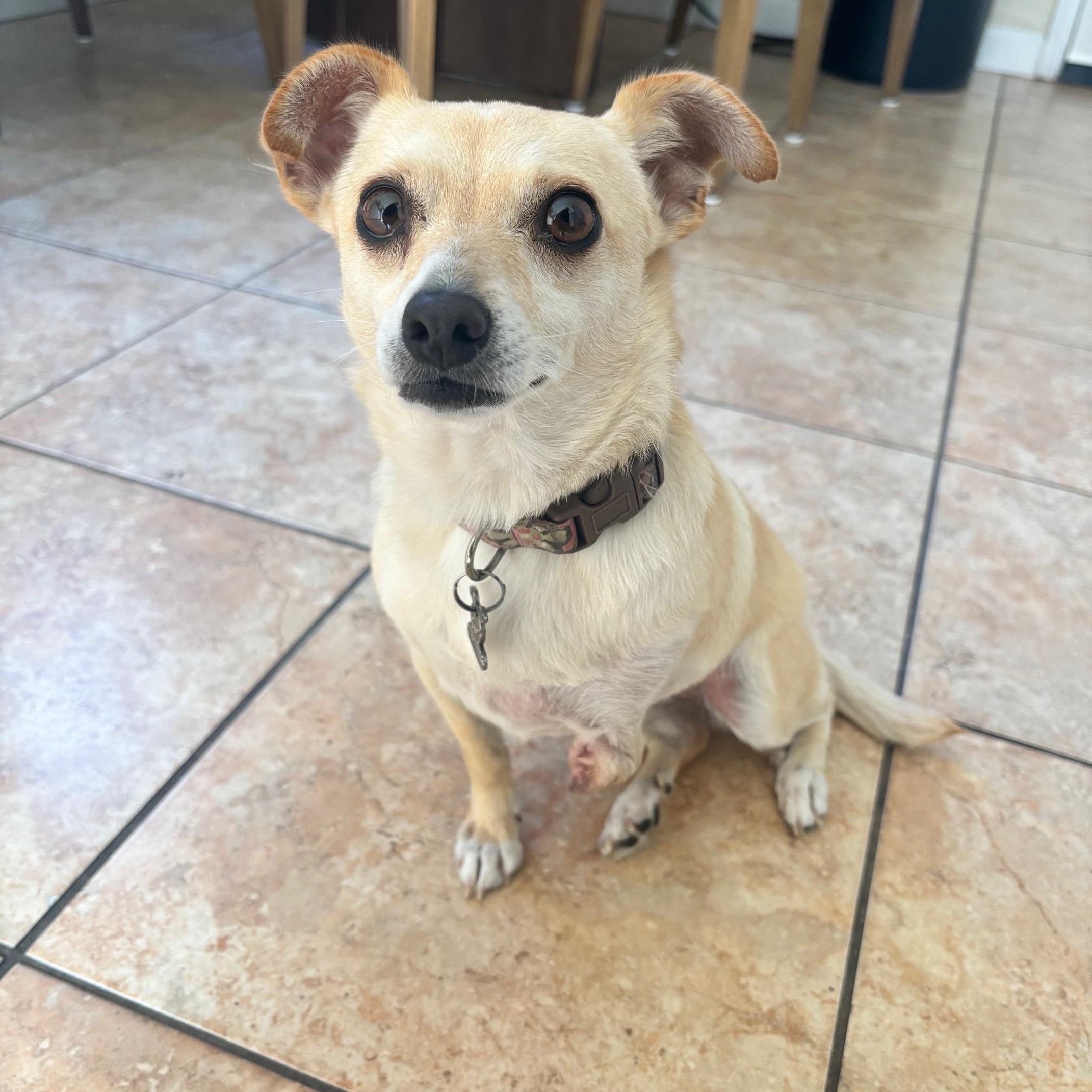 Enlarge Bethany, a Adoptable mixed breed in San Diego, CA image 4/6