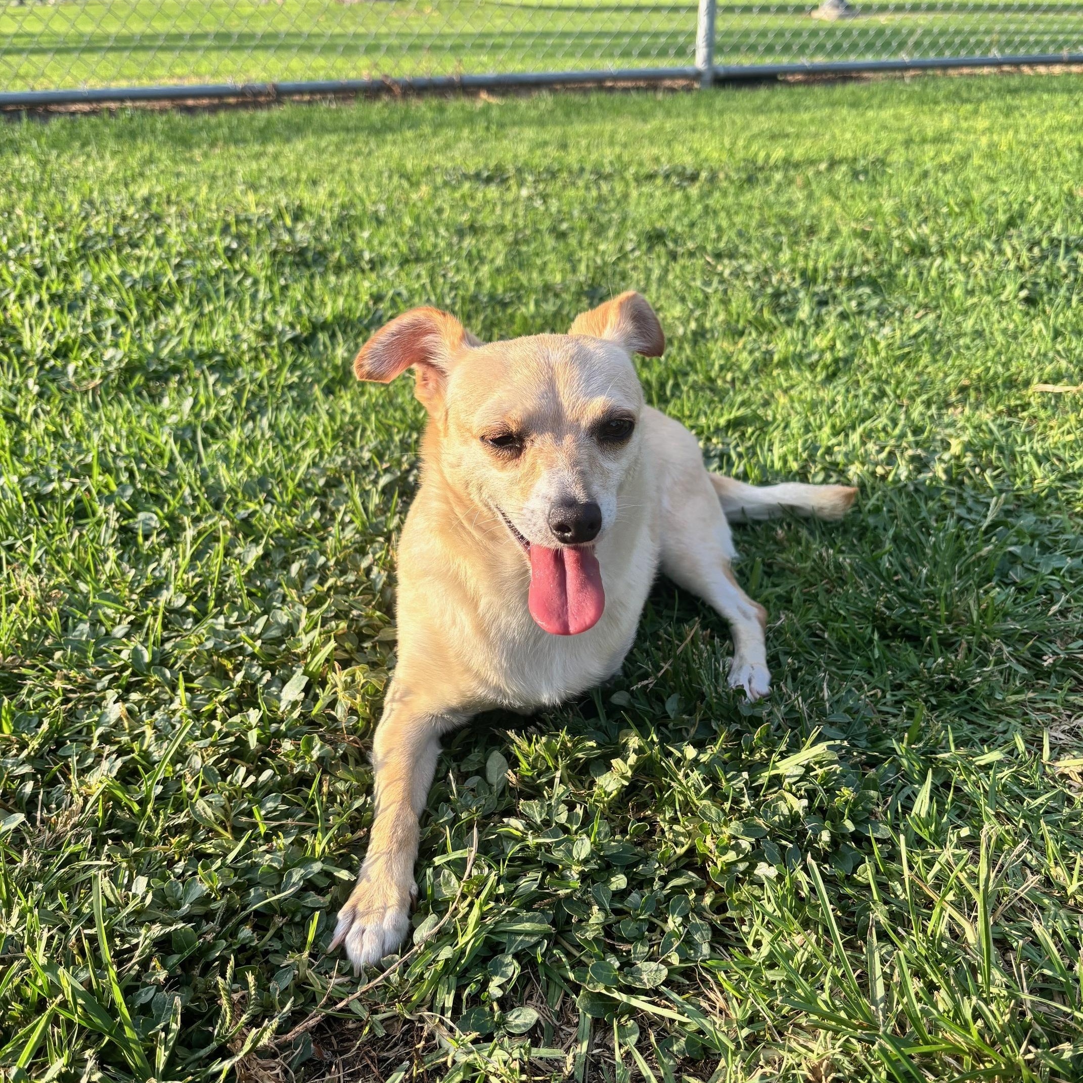 Enlarge Bethany, a Adoptable mixed breed in San Diego, CA image 6/6