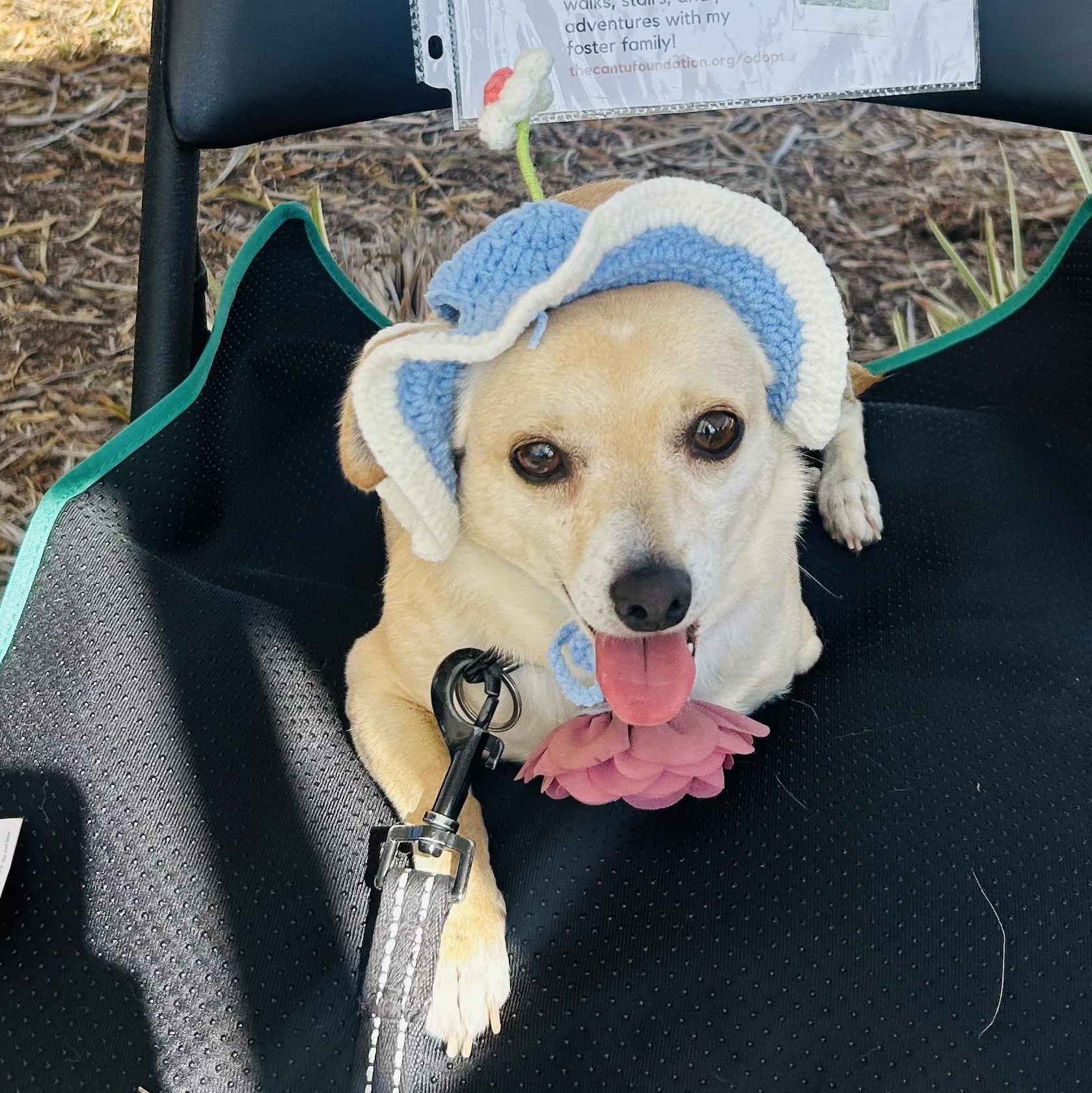 Enlarge Bethany, a Adoptable mixed breed in San Diego, CA image 1/6