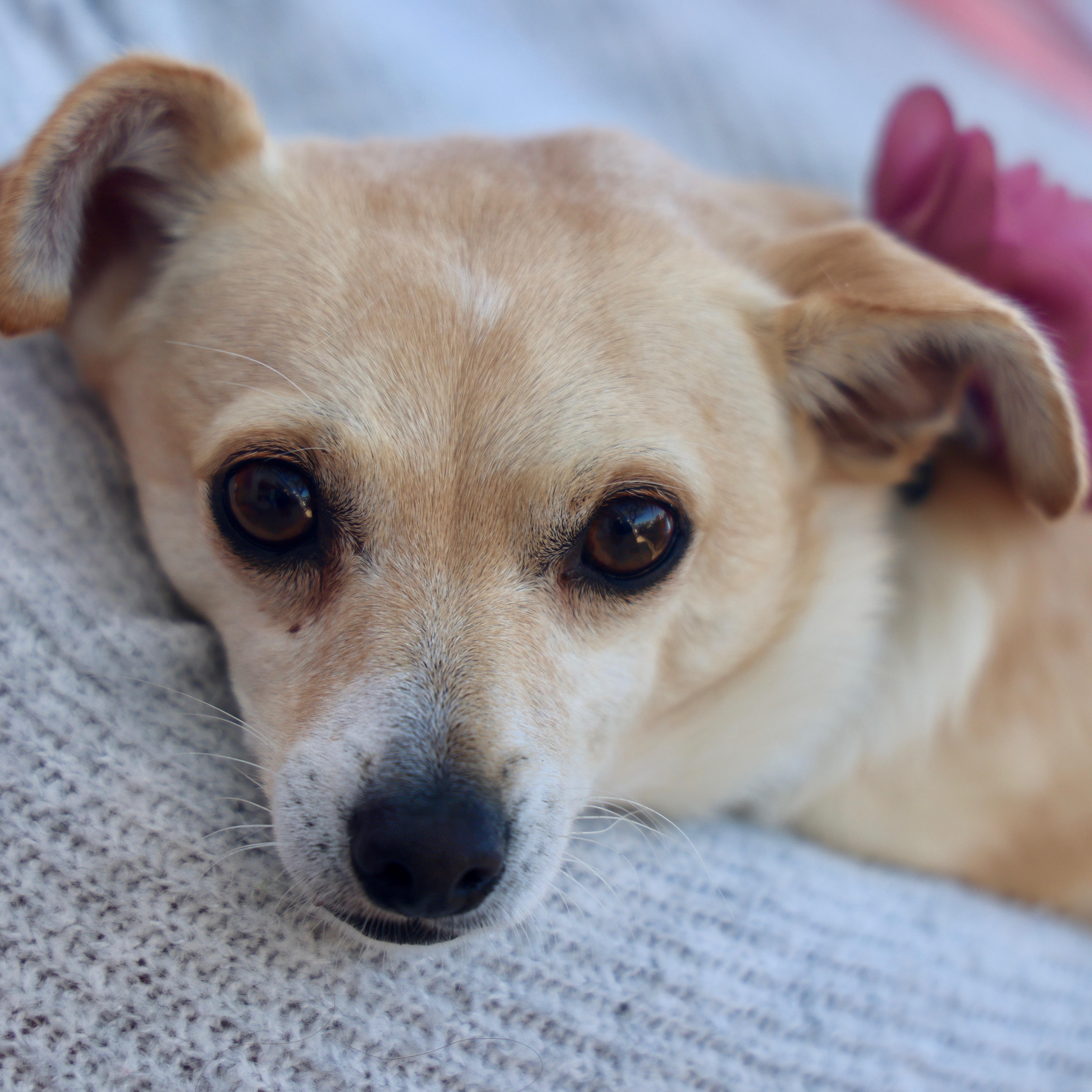 Enlarge Bethany, a Adoptable mixed breed in San Diego, CA image 5/6